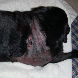 Dog Puncture Wound